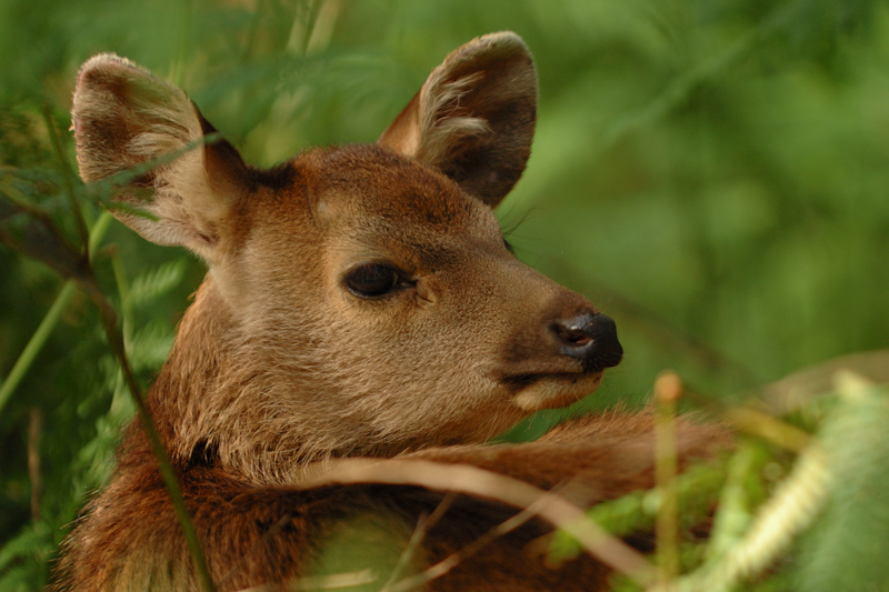 Sambar Fawn
