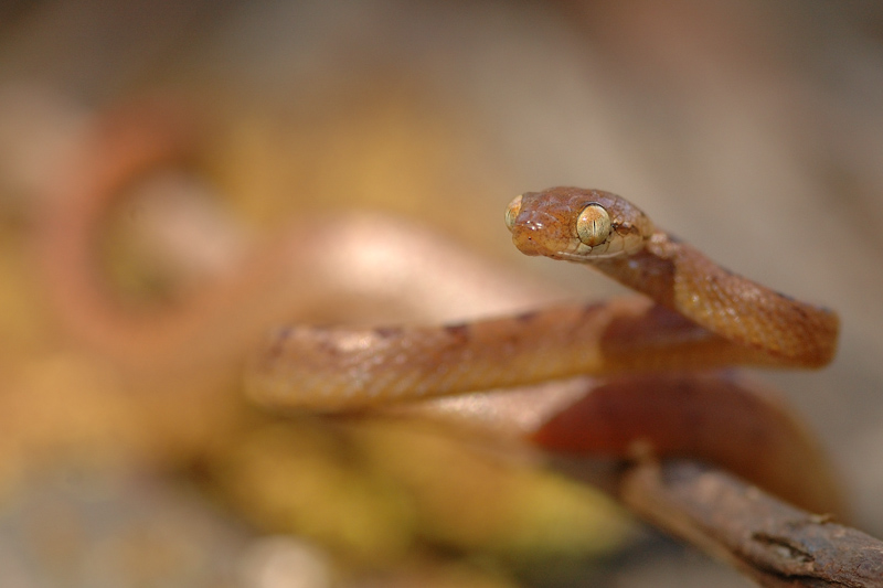 Beddome's Cat Snake
