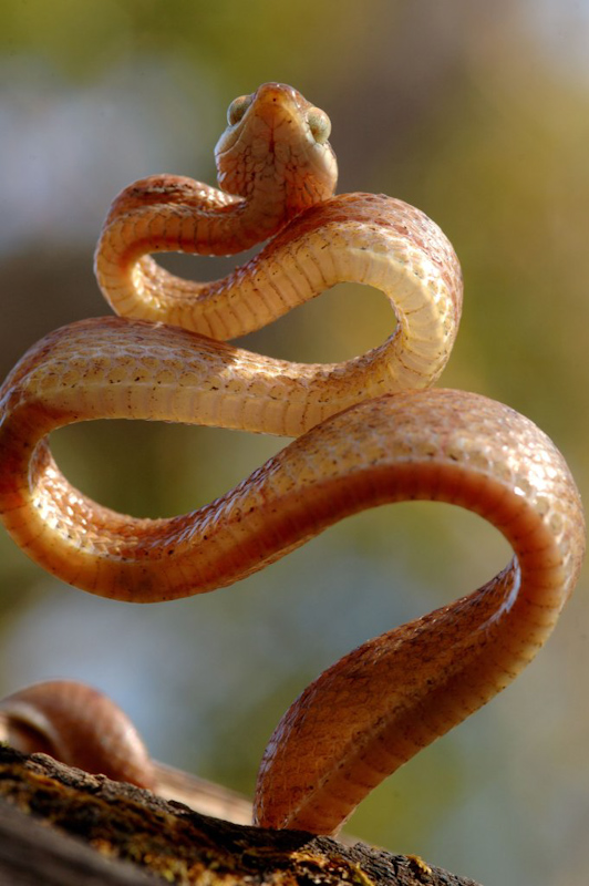 Coiled Cat Snake
