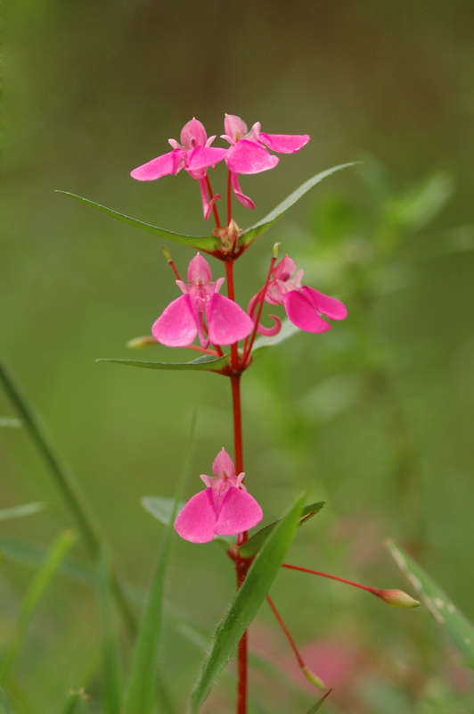 Impatiens flower
