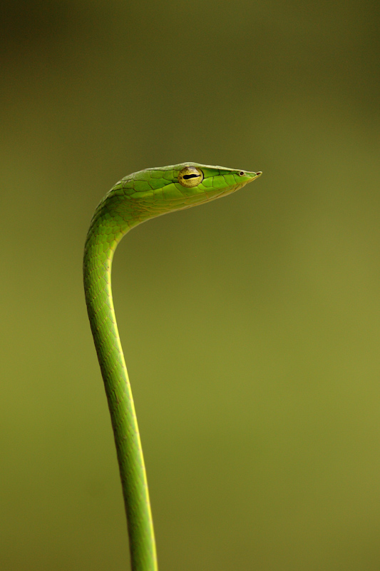 Green Vine Snake
