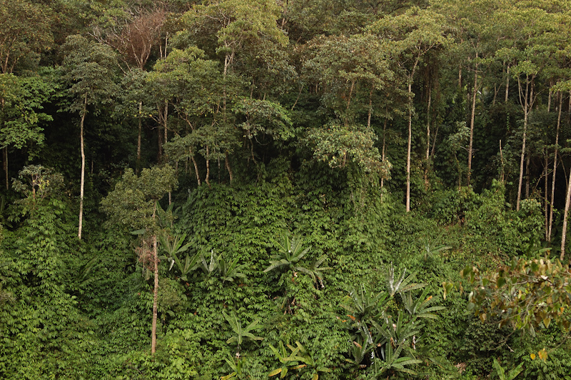 Bamboo Weed
