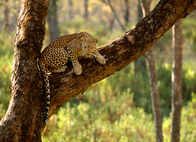 Alert Leopard
