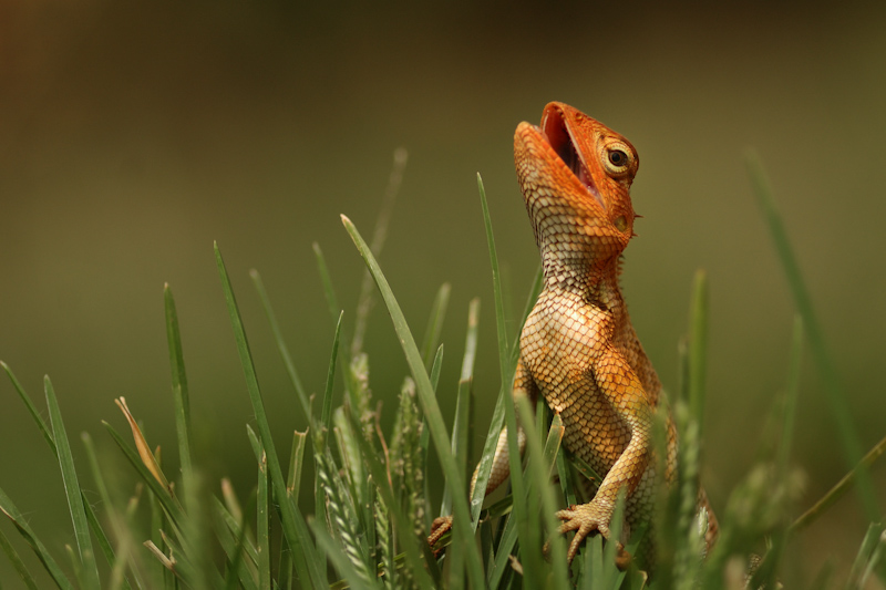 Garden Lizard  Threat
