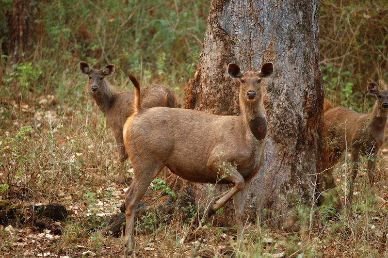 Sambar Alarm call
