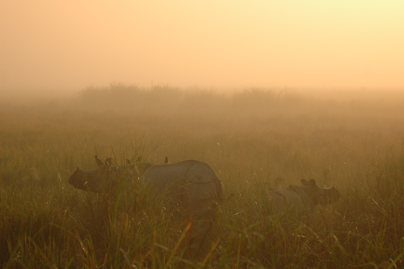 Rhino and Calf
