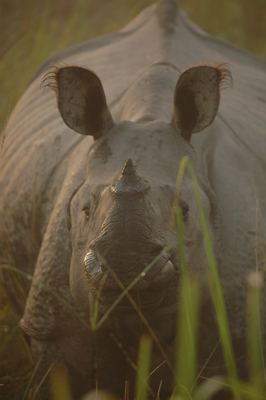 Indian Rhinoceros
