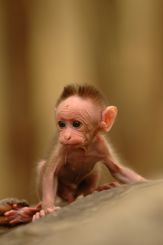 Baby macaque
