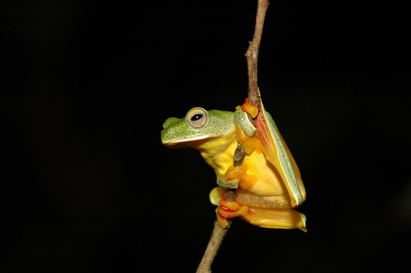 Malabar Gliding Frog
