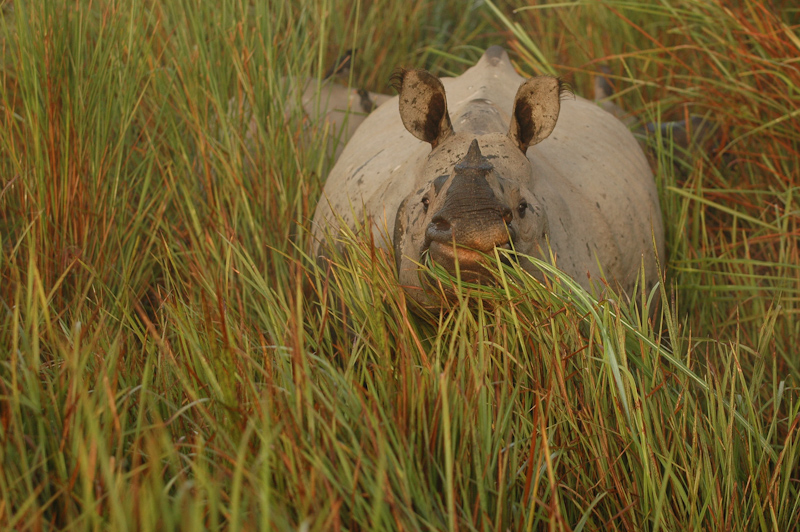 Indian Rhinoceros
