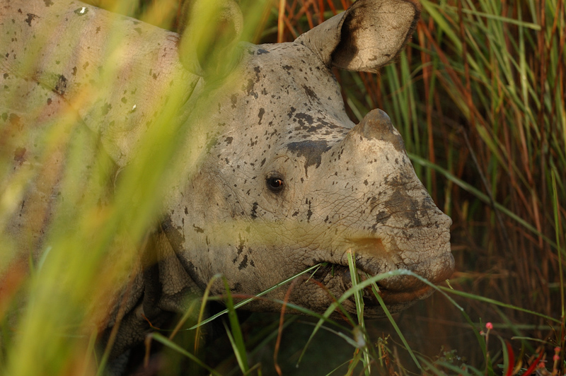 Indian Rhinoceros
