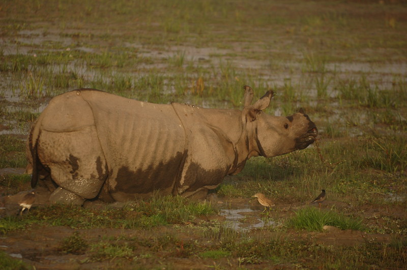 Indian Rhinoceros
