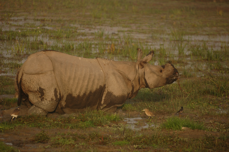 Indian Rhinoceros
