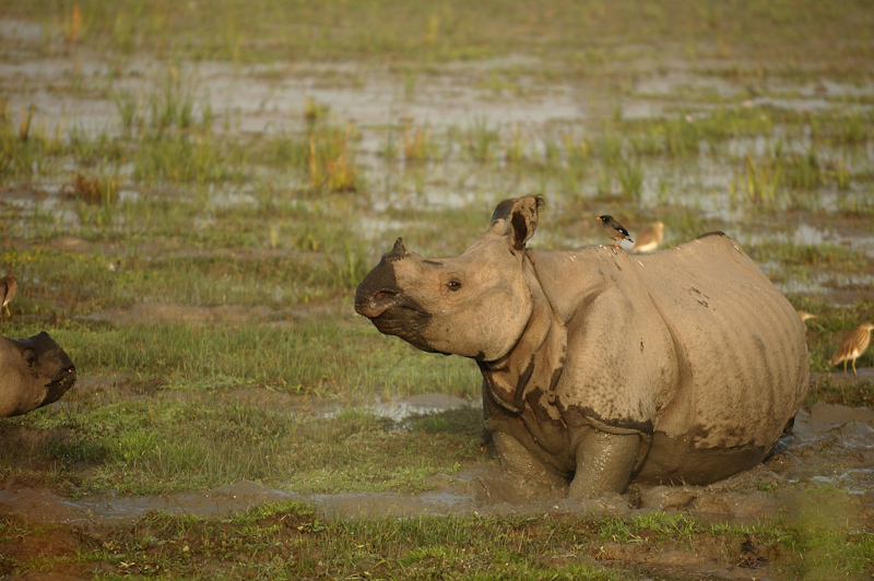 Indian Rhinoceros
