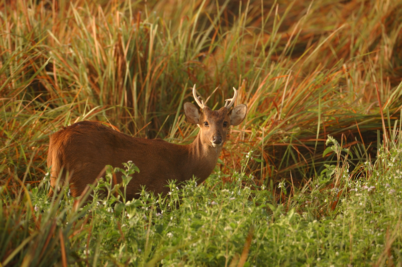 Hog Deer
