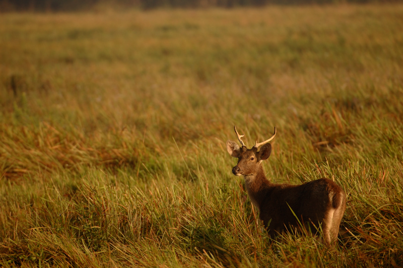 Swamp deer
