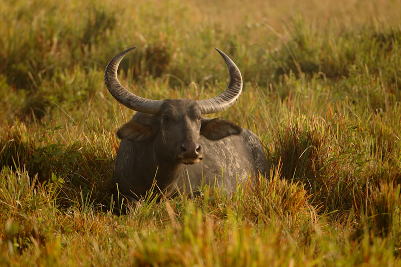 Asian Water Buffalo
