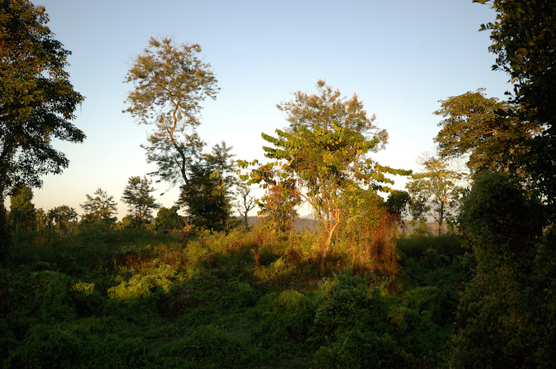 Regenerating Forests
