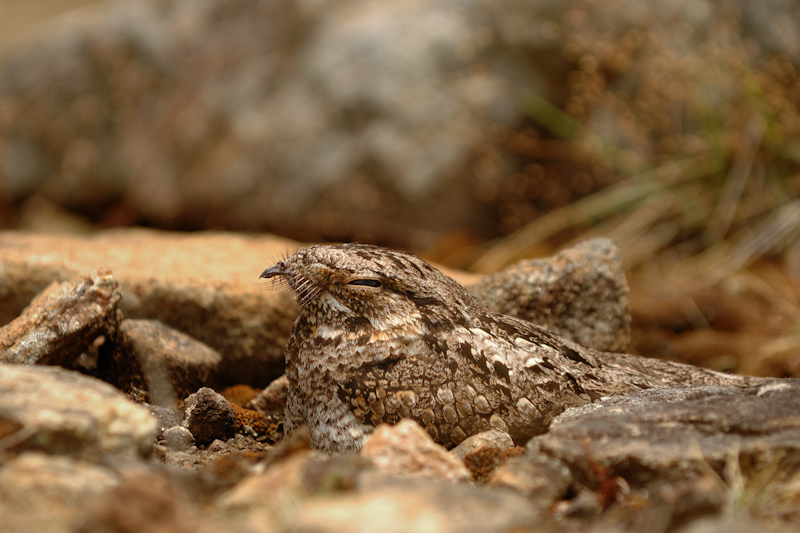 Grey Nightjar
