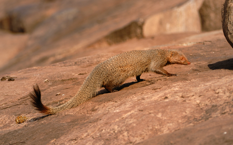 Ruddy Mongoose
