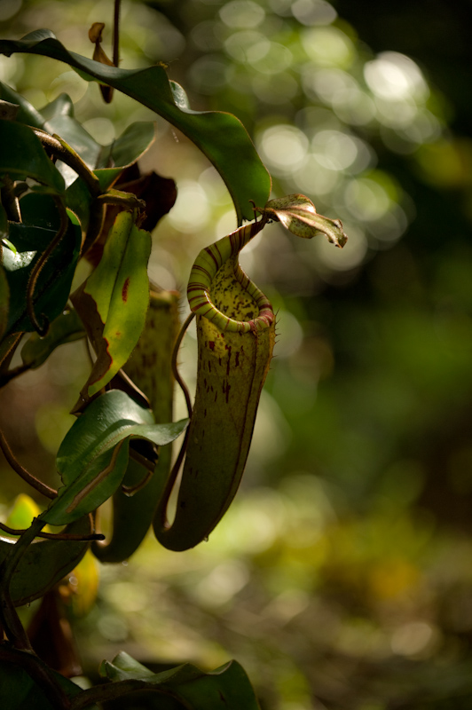 Pitcher plant
