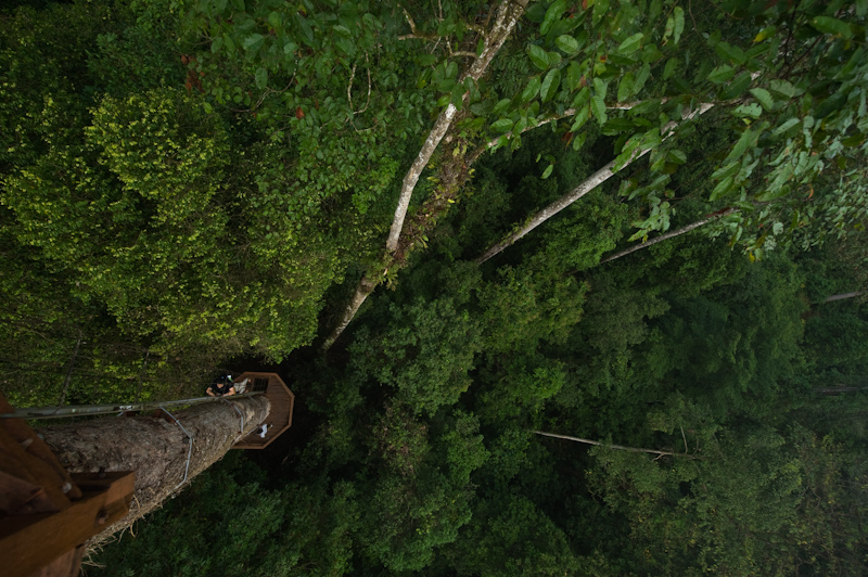 Canopy walk
