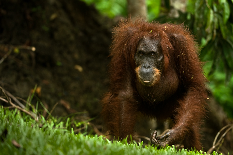 Orangutan
