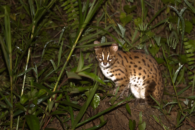 Leopard cat
