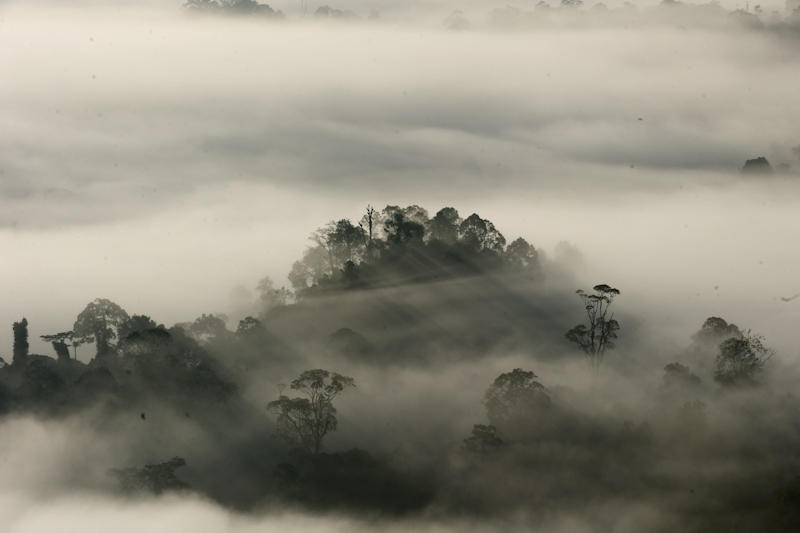 Borneo rainforests
