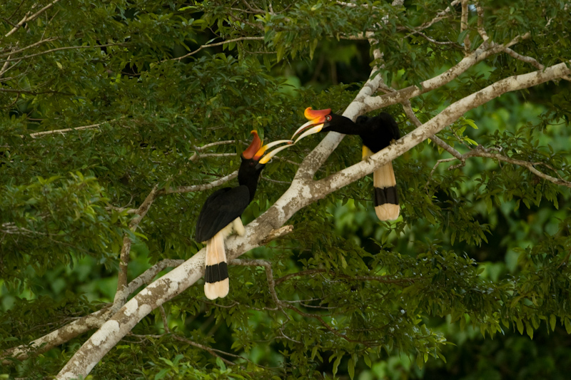 Rhinoceros Hornbill, Buceros rhinoceros
