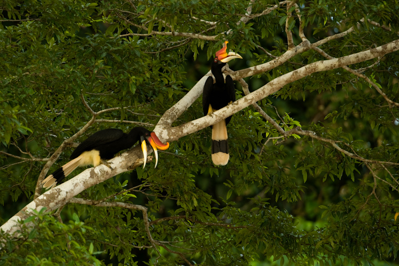 Rhinoceros Hornbill, Buceros rhinoceros
