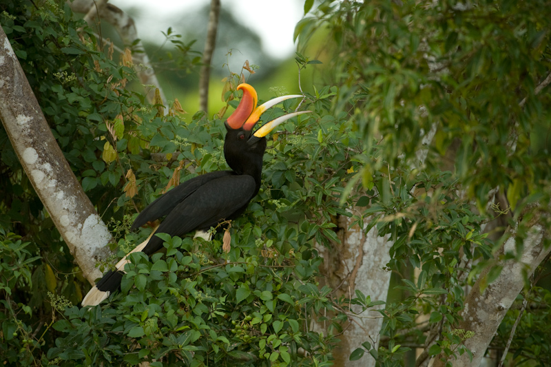 Rhinoceros Hornbill, Buceros rhinoceros
