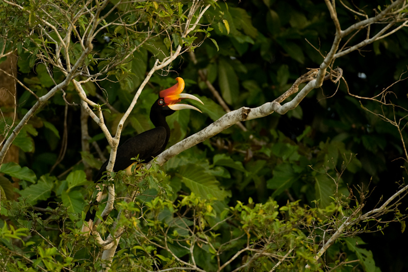 Rhinoceros Hornbill, Buceros rhinoceros
