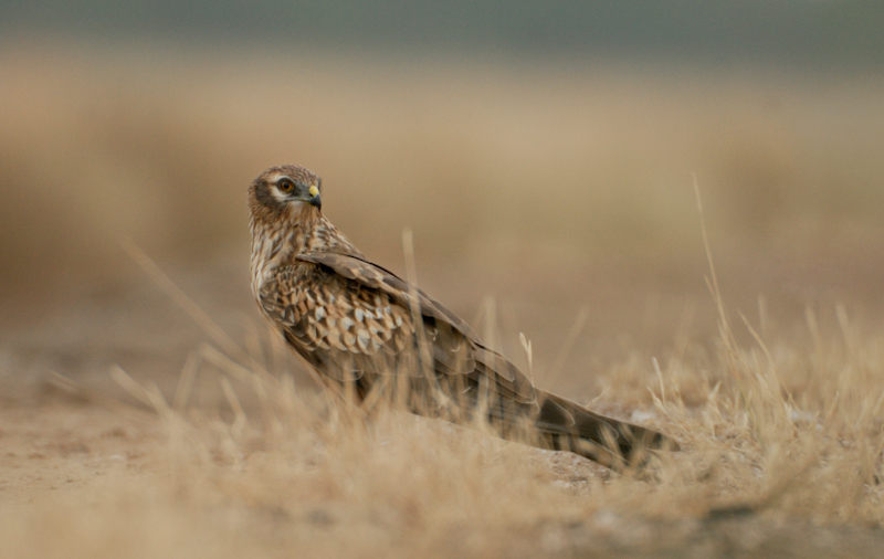 Montagu's Harrier - Female
