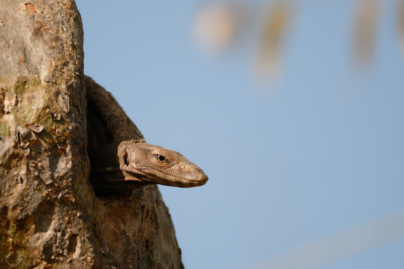 Monitor Lizard
