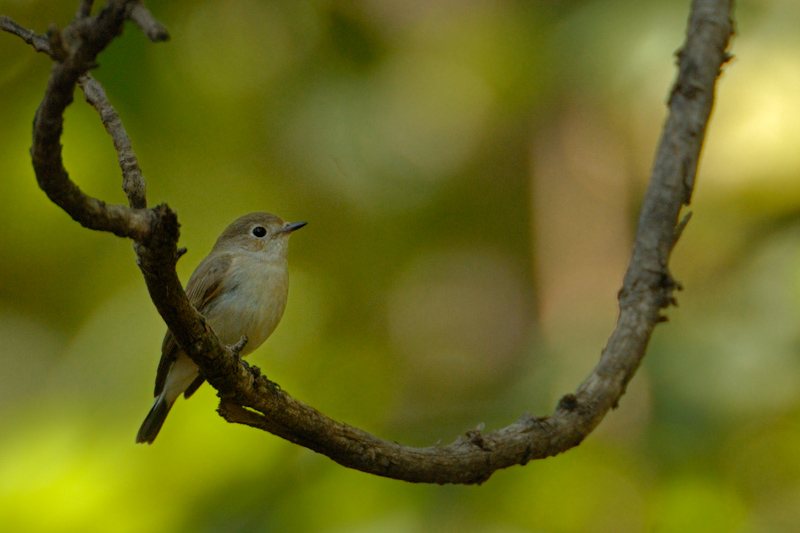 Asian Brown Flycatcher
