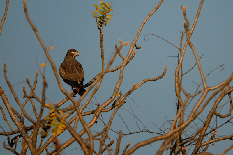 White-eyed Buzzard
