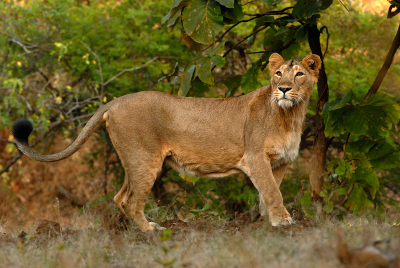 Asiatic Lion
