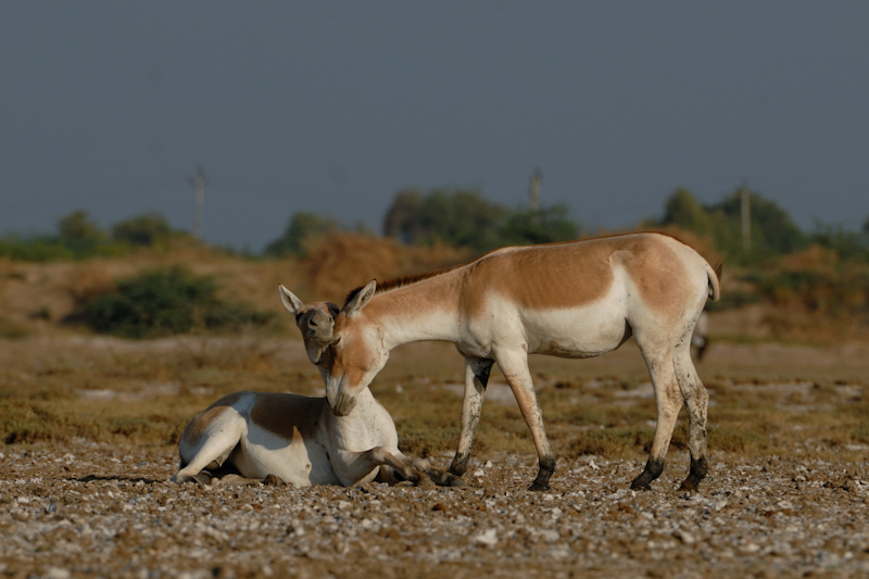 Indian Wild Ass
