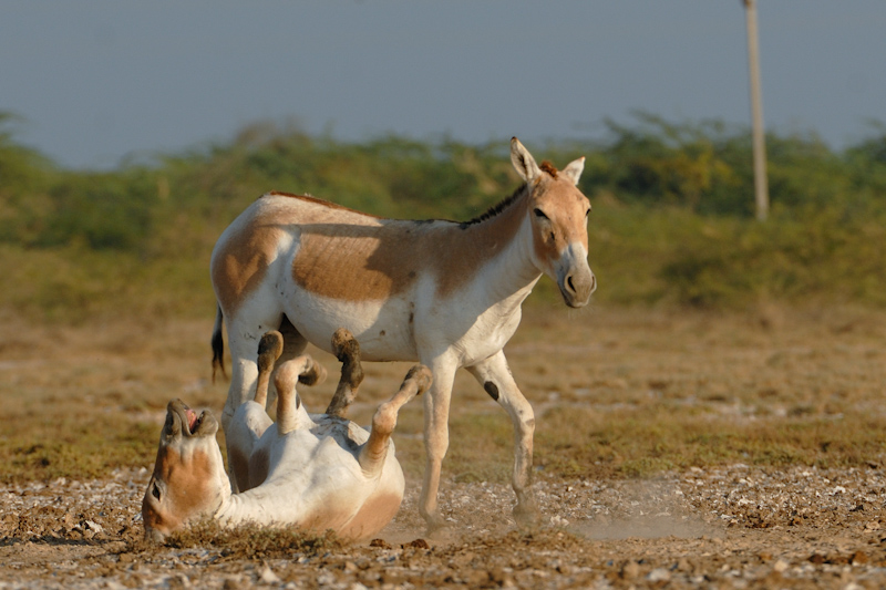 Indian Wild Ass
