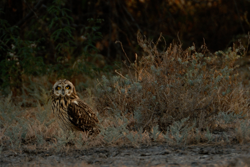 Short-eared Owl
