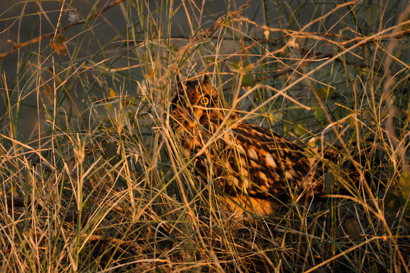 Short-eared Owl
