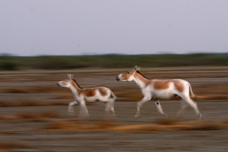 Indian Wild Ass
