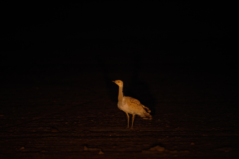 MacQueen's Bustard
