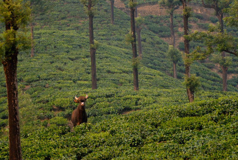 Gaur in Tea
