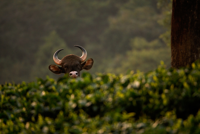 Peeping Gaur
