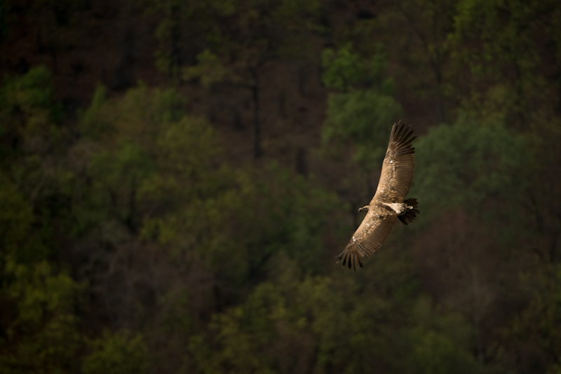 Long-billed Vultures
