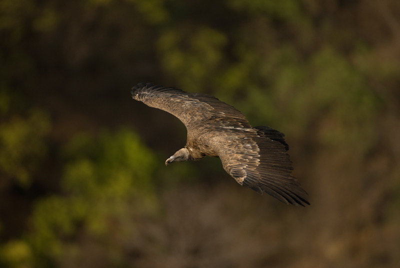 Long-billed Vultures
