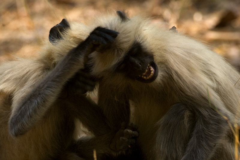 Langur Play
