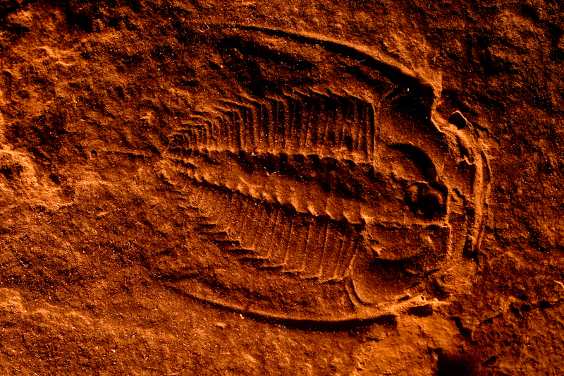 Trilobite
